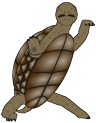 Želva (do Afriky!)